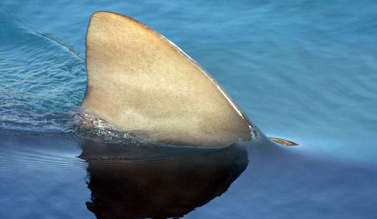 SHARK