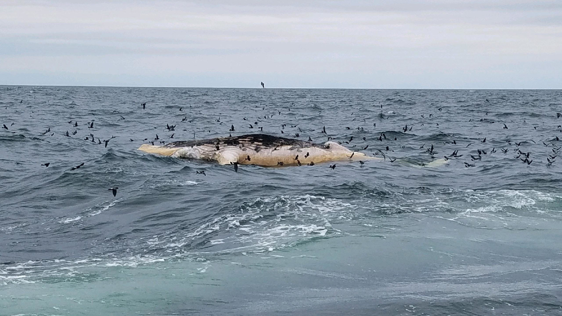 The dead whale was about 4.5 miles off Montauk