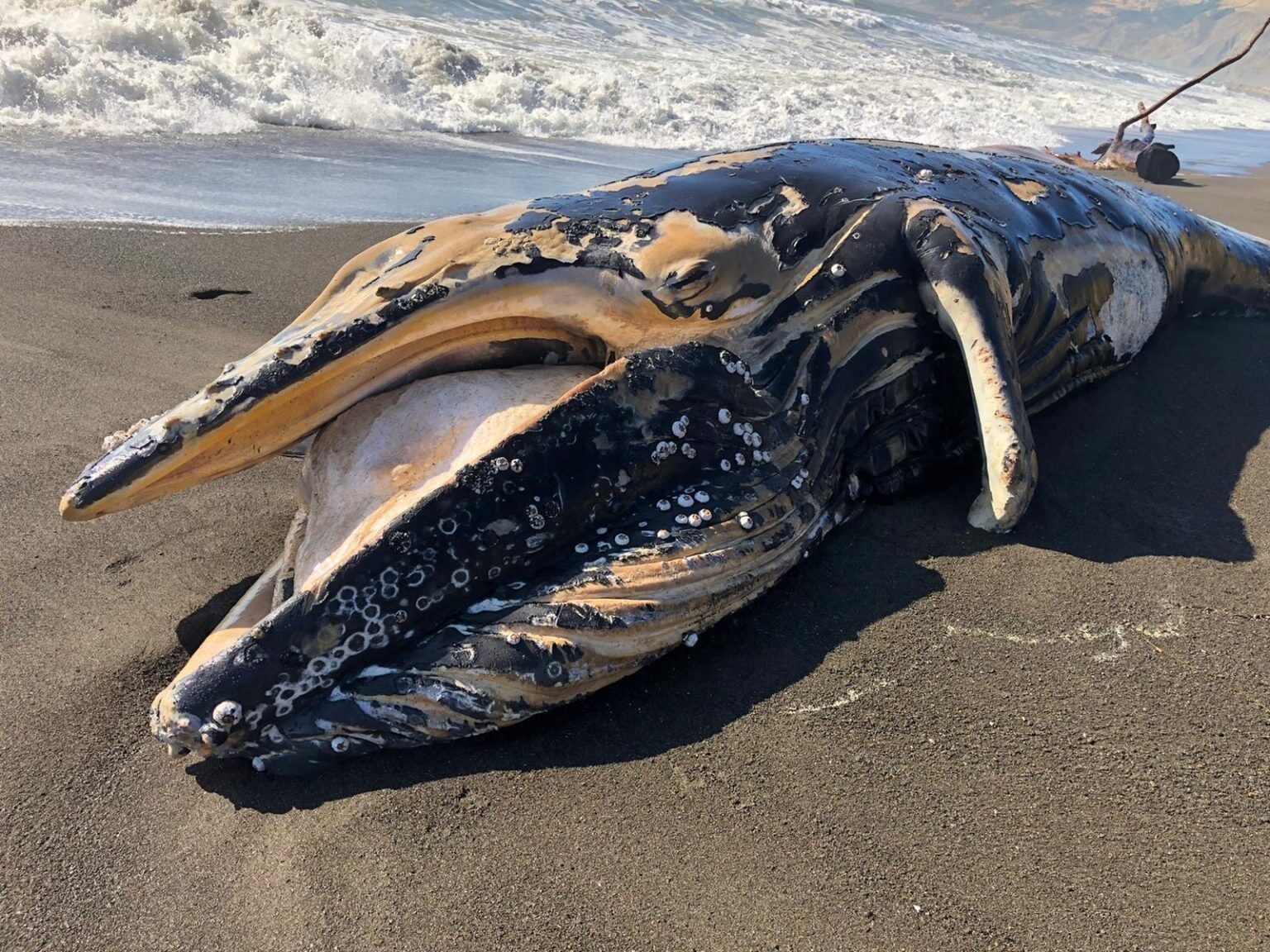 A humpback whale calf, mouth agape, lies dead on beach about a half mile north of the Mattole River mouth.
