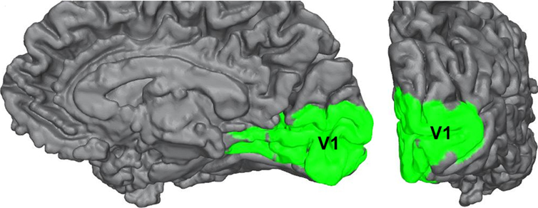 cortex