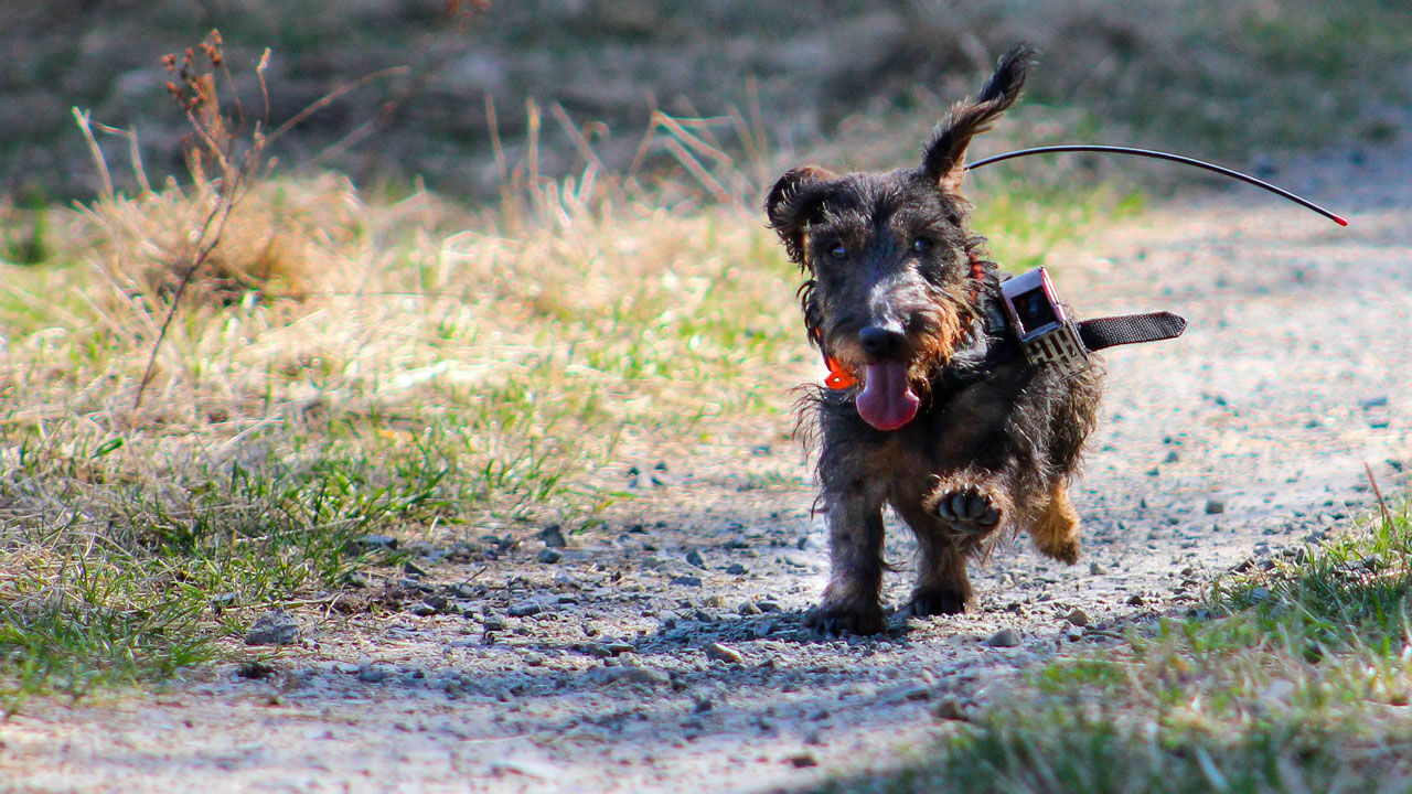 Click to enlarge dachshund
