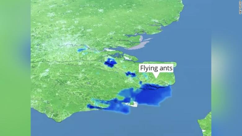 Click to enlarge Flying ants