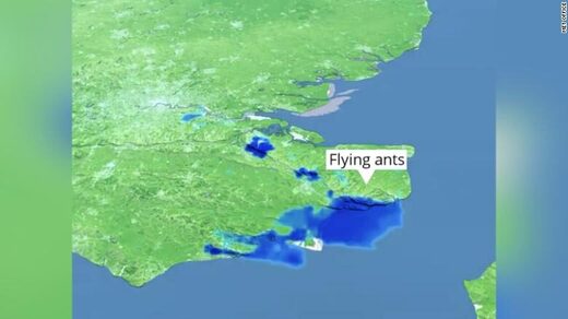 Giant swarm of flying ants spotted from space over UK