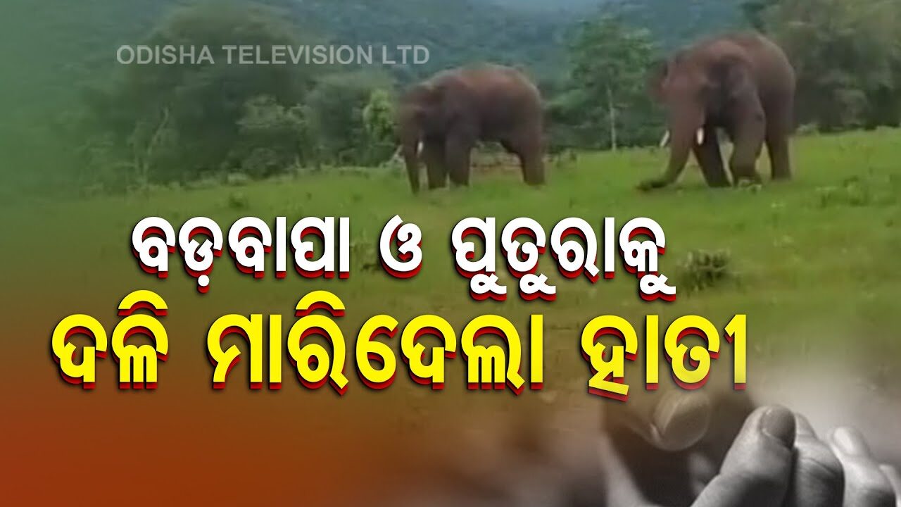 elephant