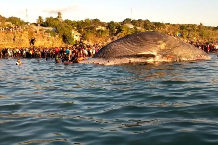 Local flock to Na Batu Kepala Beach in Nunhila subdistrict, Alak district, East Nusa Tenggara, where a 100-ton dead blue whale was found stranded and decaying on Tuesday afternoon.