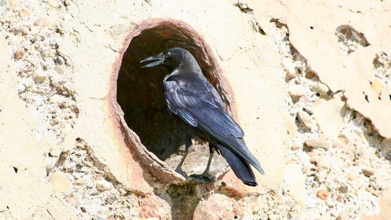 Click to enlarge crow