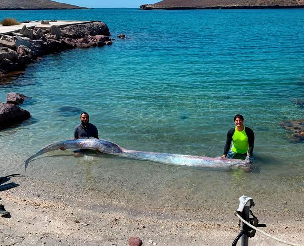 Click to enlarge The oarfish measured about 13ft long as Cavalin and friend David held it up for a picture
