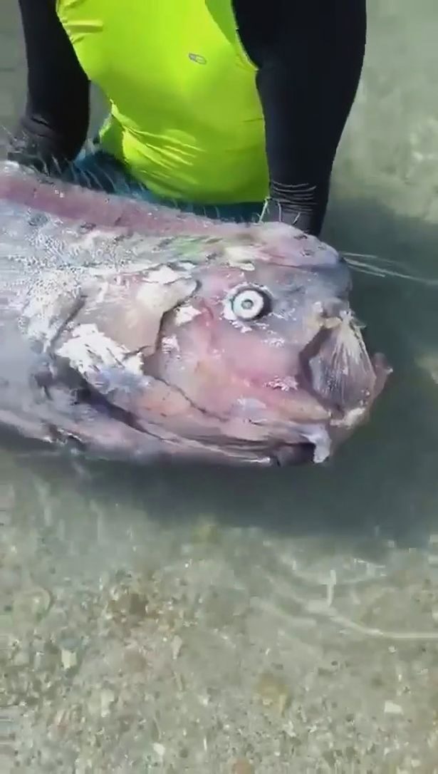 Click to enlarge Cavalin and his friend found the giant silver deepwater fish off the coast of the Pichilingue Bay on Sunday
