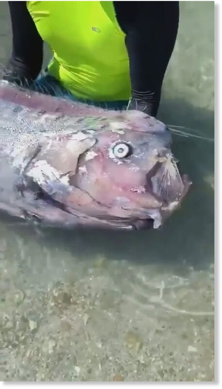 Cavalin and his friend found the giant silver deepwater fish off the coast of the Pichilingue Bay on Sunday
