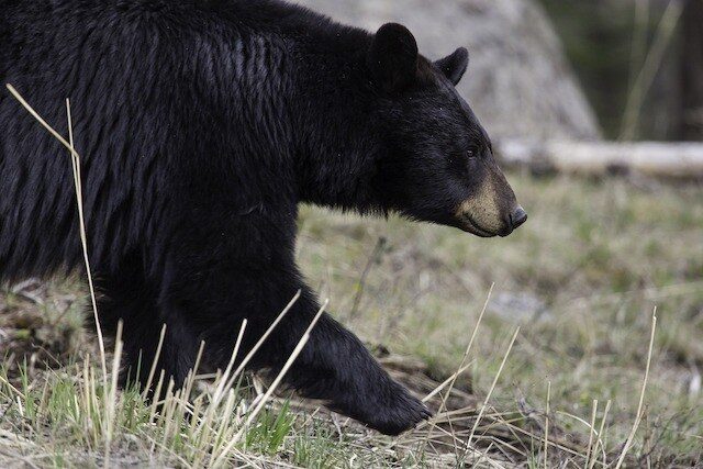 Click to enlarge A black bear