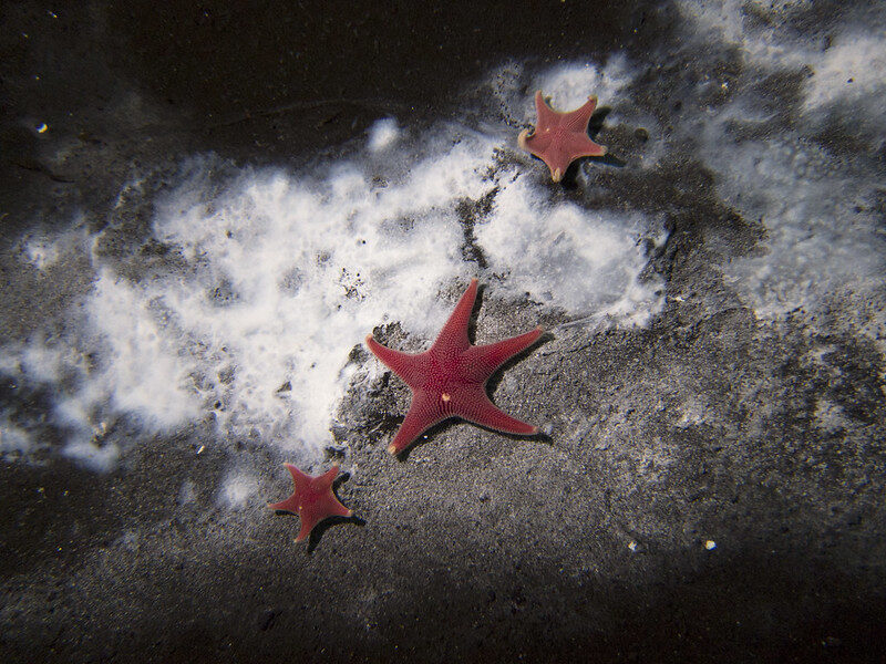 Starfish around Methane Seep