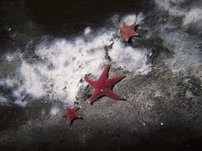 Click to enlarge Starfish around Methane Seep