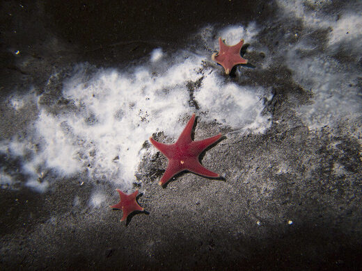 First active methane seep discovered in Antarctica sea-bed