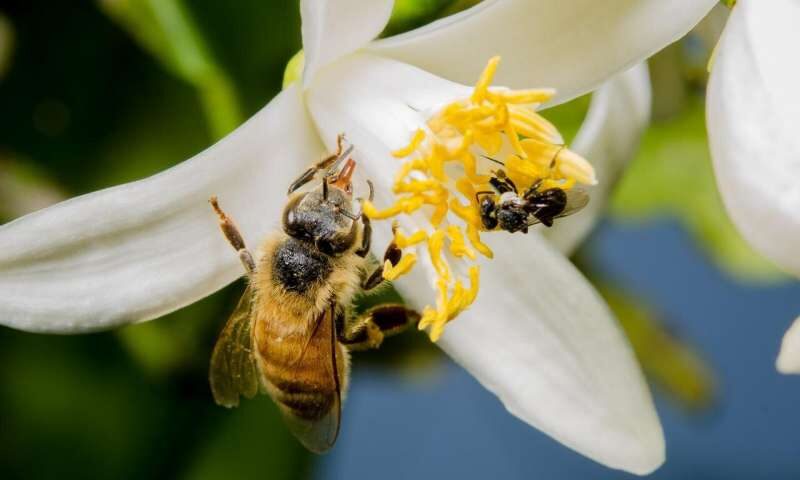 Click to enlarge bee stingless