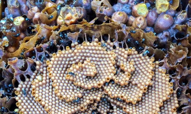 Click to enlarge stingless
