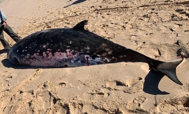 Blainville's beaked whale