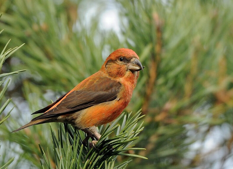 Click to enlarge Common Crossbill