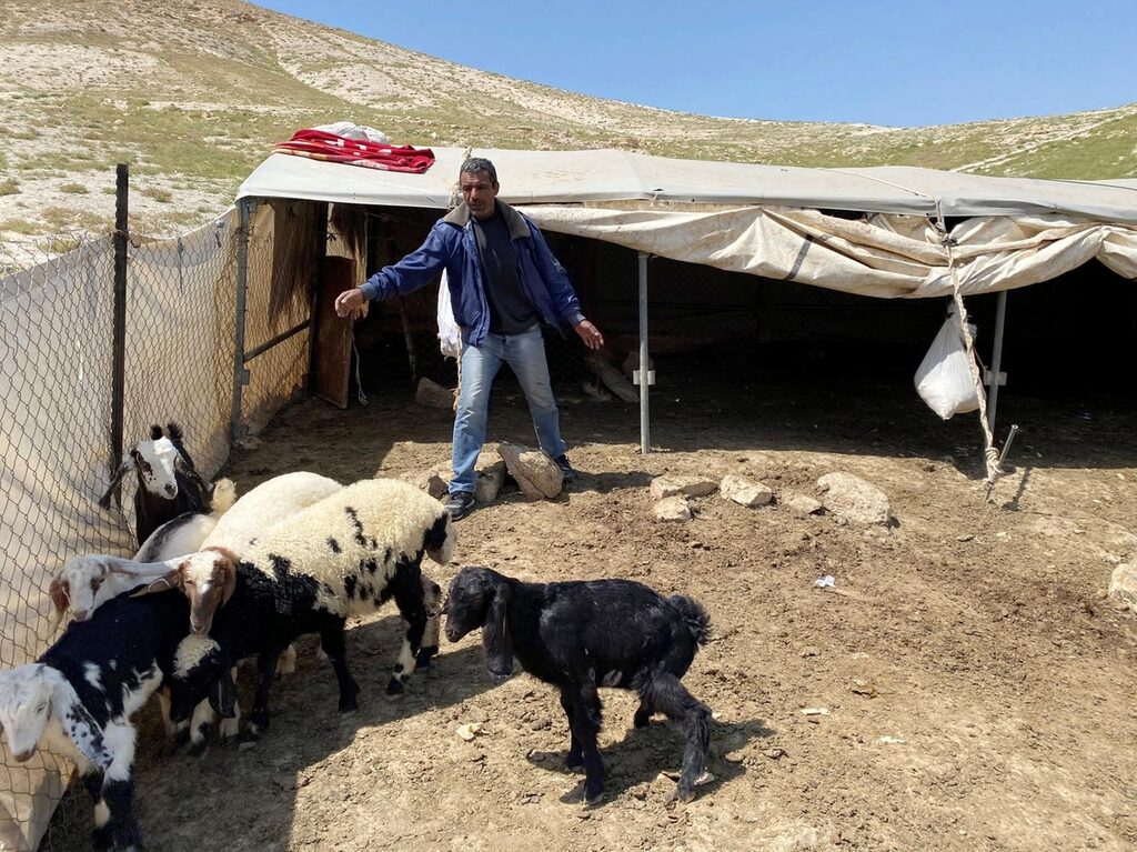 bedouins sheep israel palestine