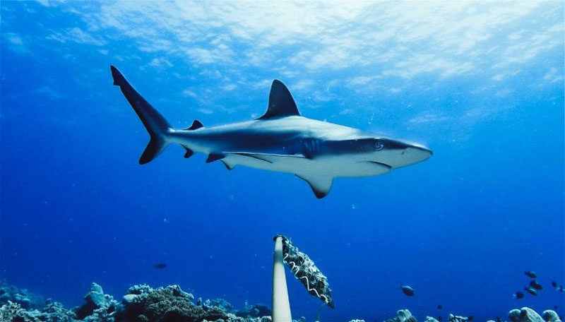 candid cams reveal shark populations in decline