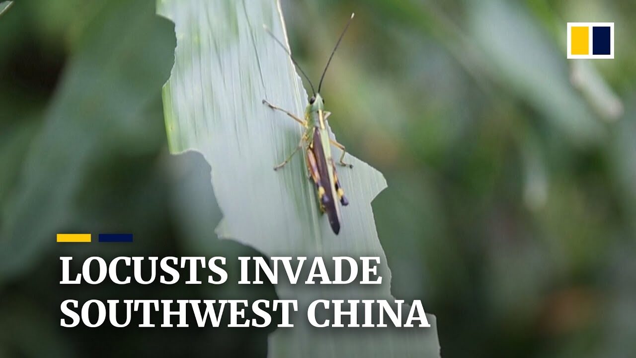locusts