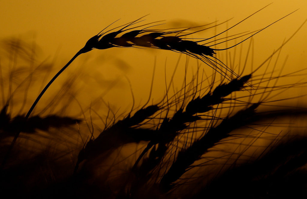 Click to enlarge Grain field