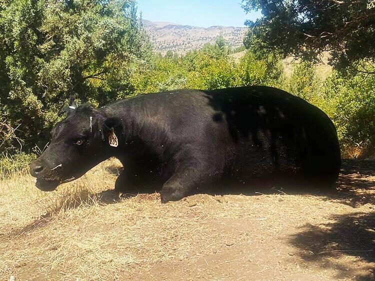 cattle mutilation strange position