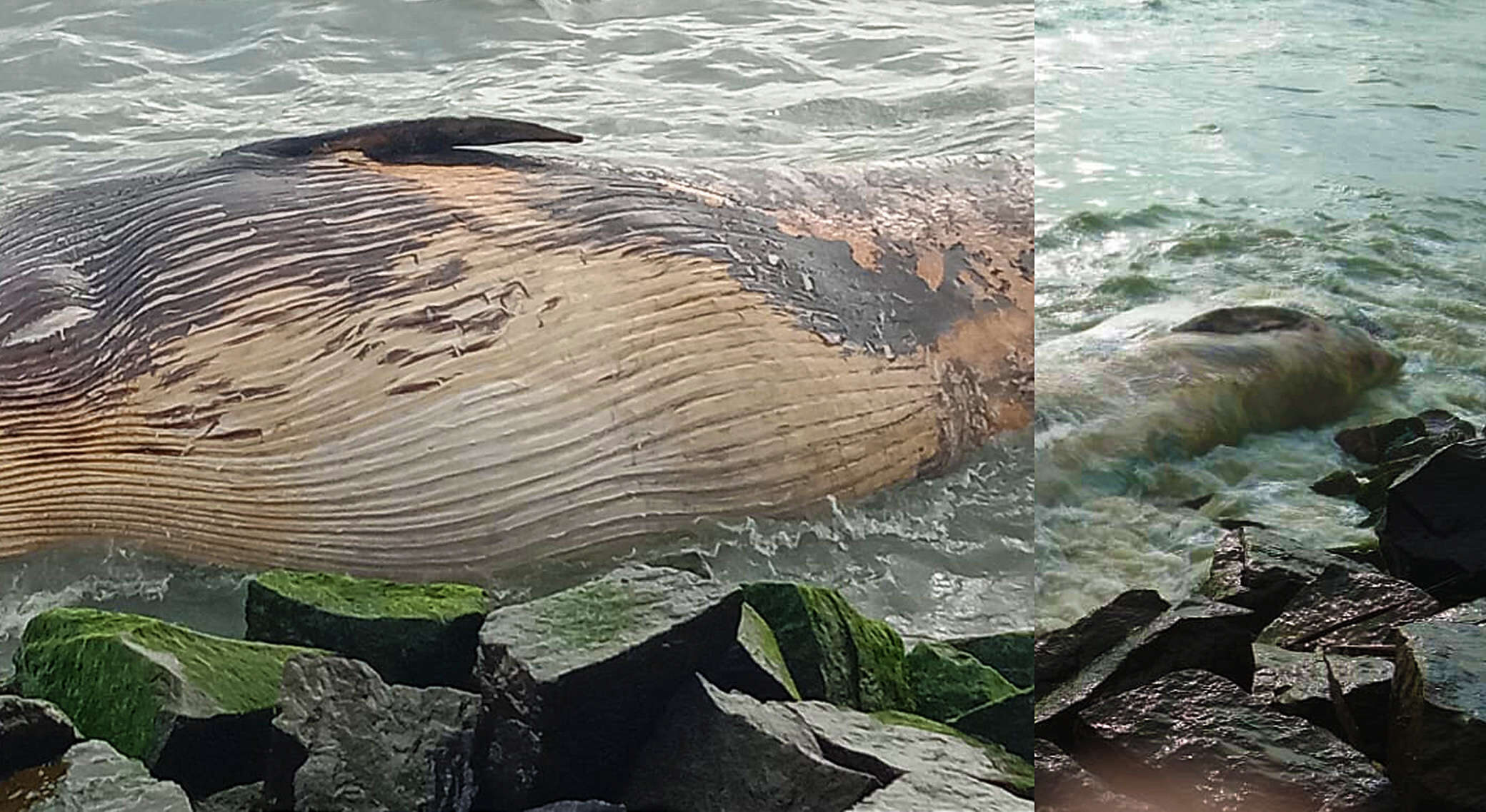 Click to enlarge DEAD WHALE