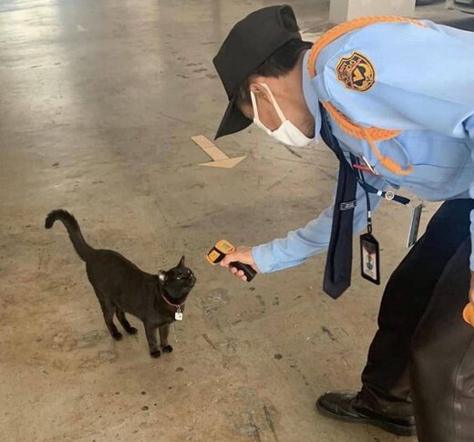 Click to enlarge Beware of black cats...