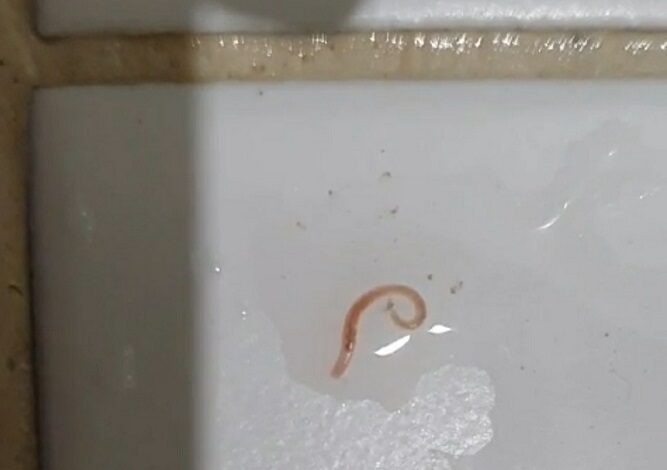 Click to enlarge A worm-like organism that was discovered in Seoul