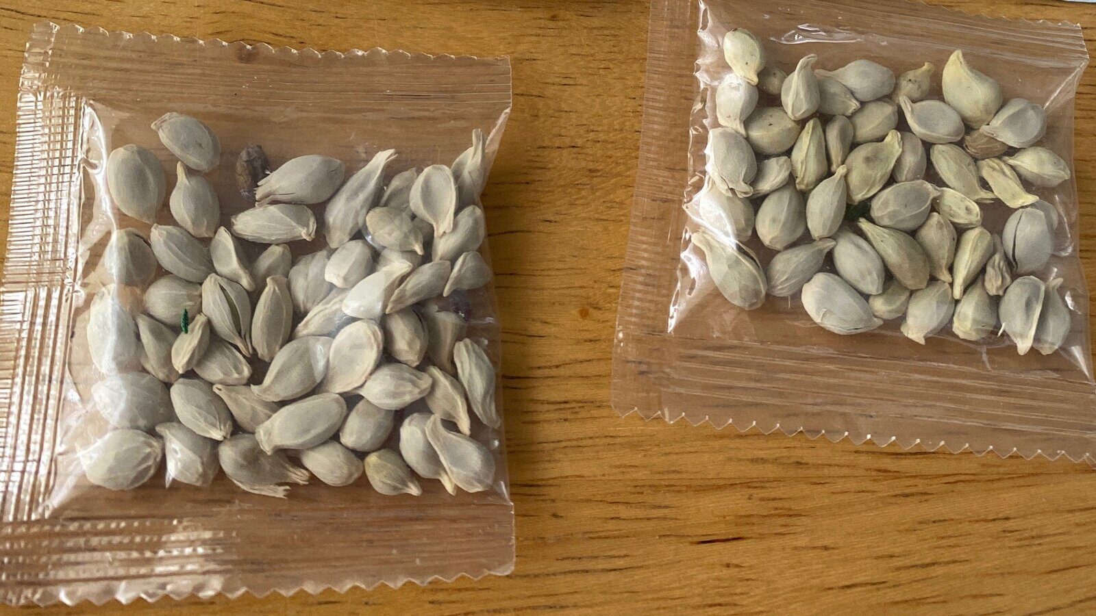 seeds