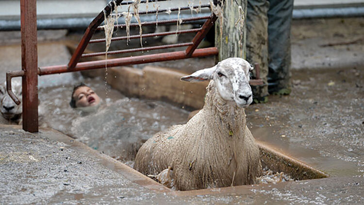 Sheep dipping