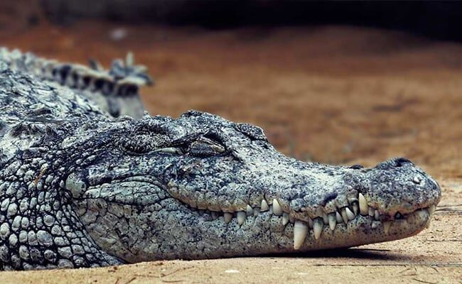 The crocodile came out of the river and pounced on him, a forest official said