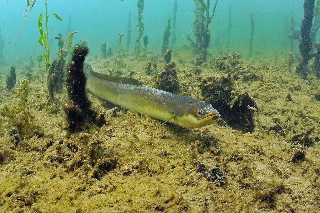 The critically endangered European eel,