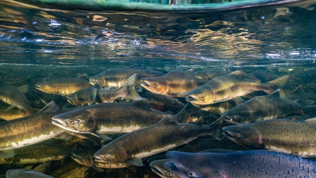 Like many migratory fish, chinook salmon