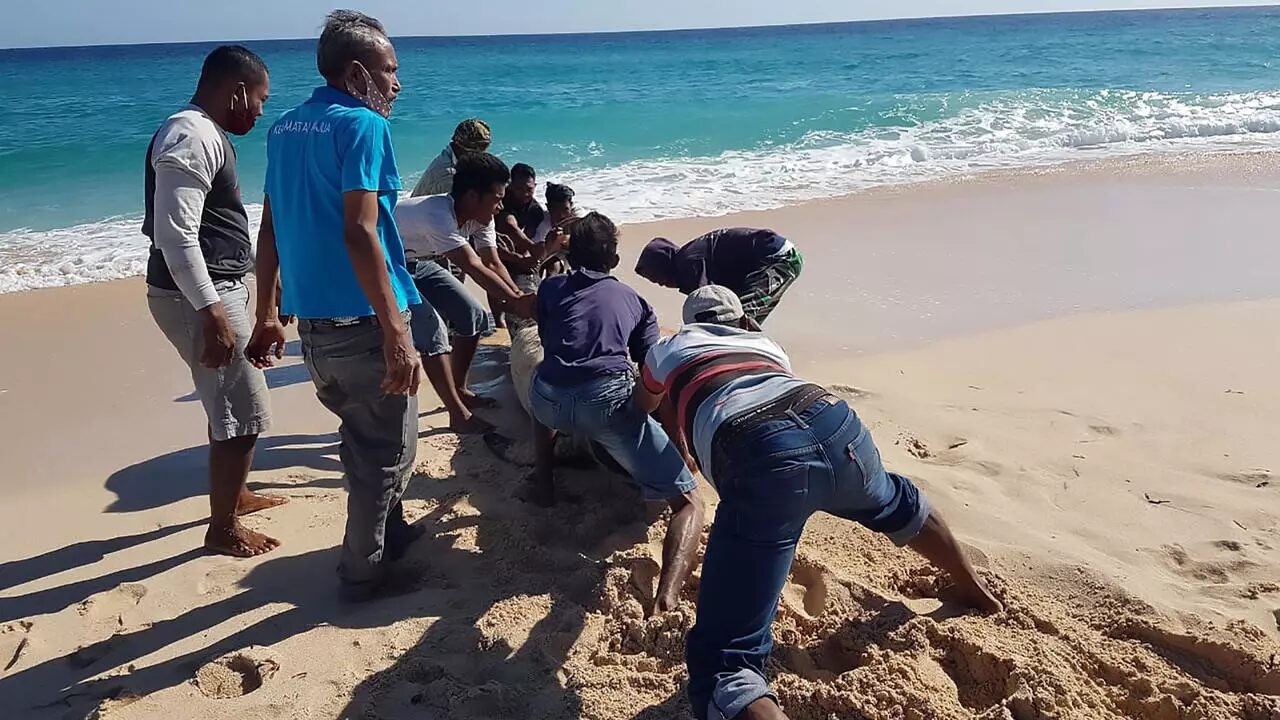 Locals rushed to push an eleventh member of the stricken pod across the baking sands and back into the ocean Handout Indonesian nature conservation agency