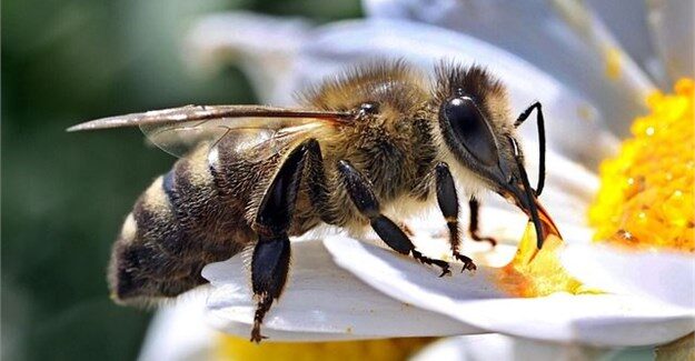 bee bee