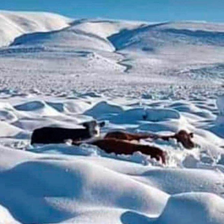 Cow Buried in Snowfall