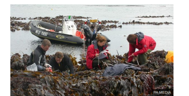 Click to enlarge kelp