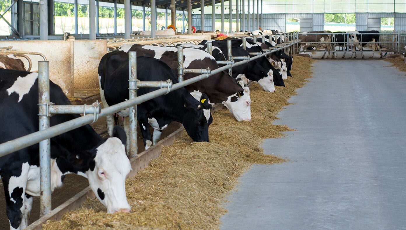cow barn
