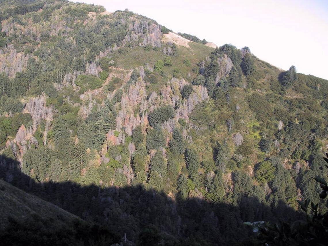 Click to enlarge Tree Disease Outbreak