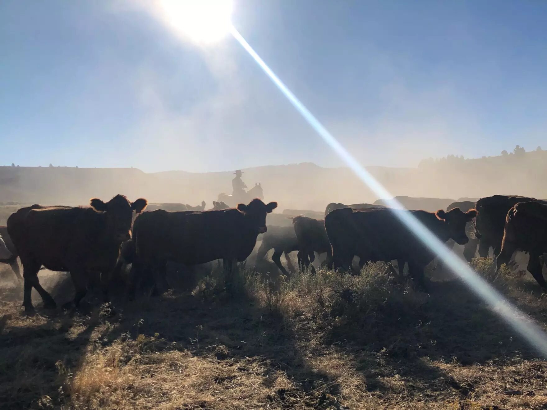 Click to enlarge cattle