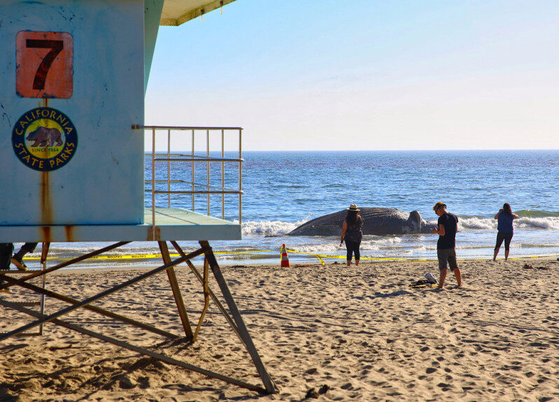 Dead humpback whale on Platforms beach in Aptos.