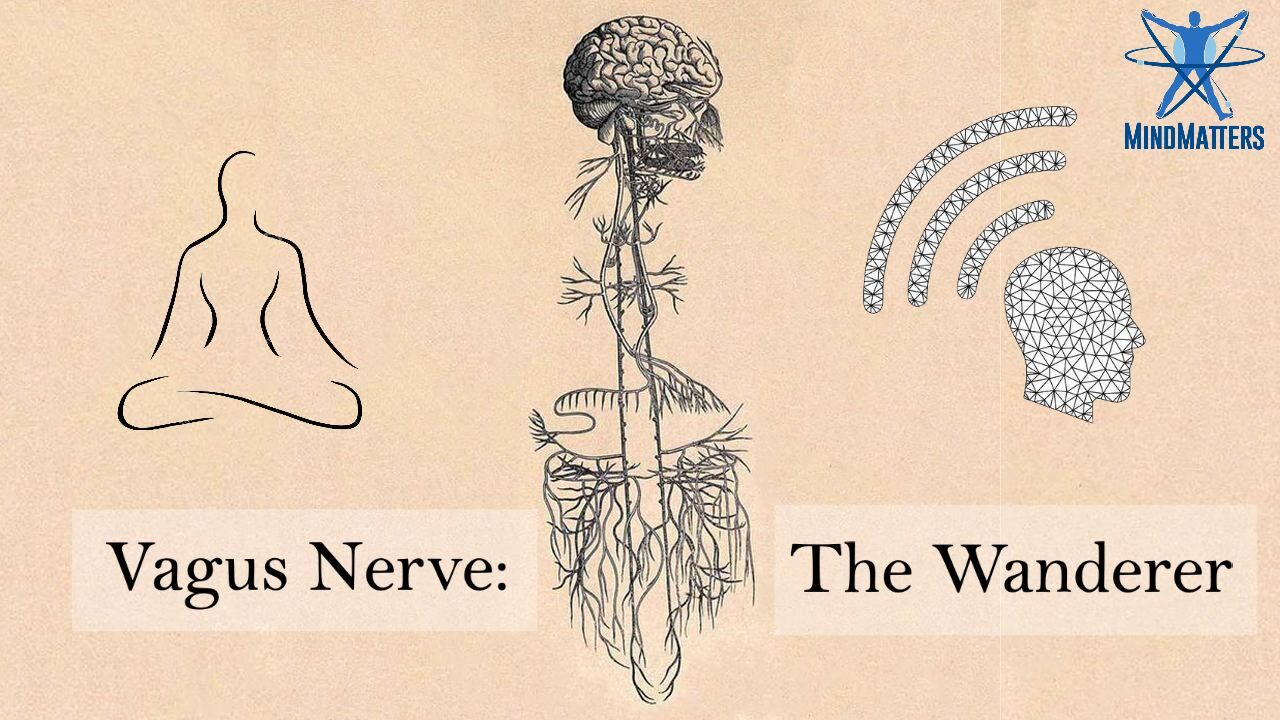 vagus nerve