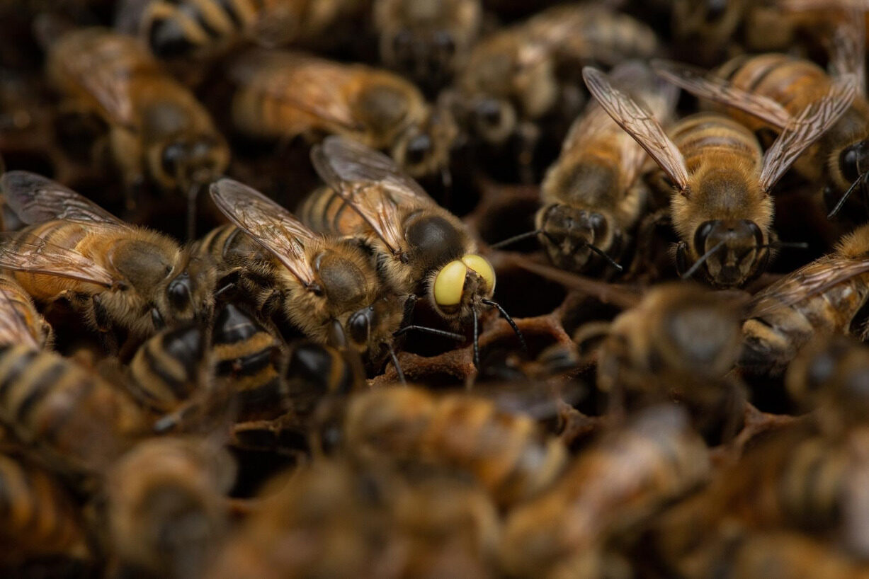 Click to enlarge mutant bee