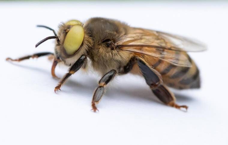 Click to enlarge mutant bee