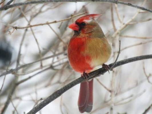 Click to enlarge gynandromorphic cardinal