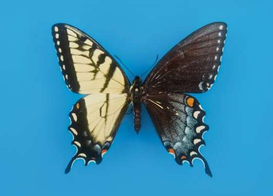 Click to enlarge gynandromorph