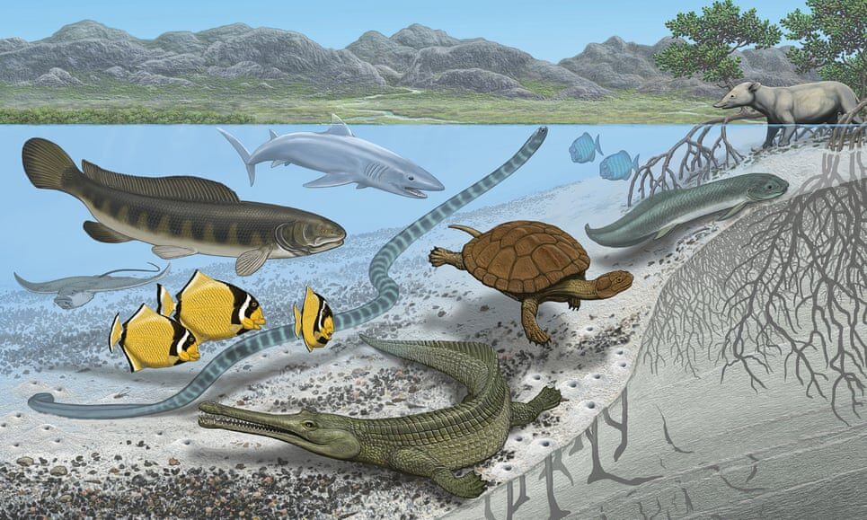 Some of the sea creatures that lived underwater in the location where the Sahara desert is today.