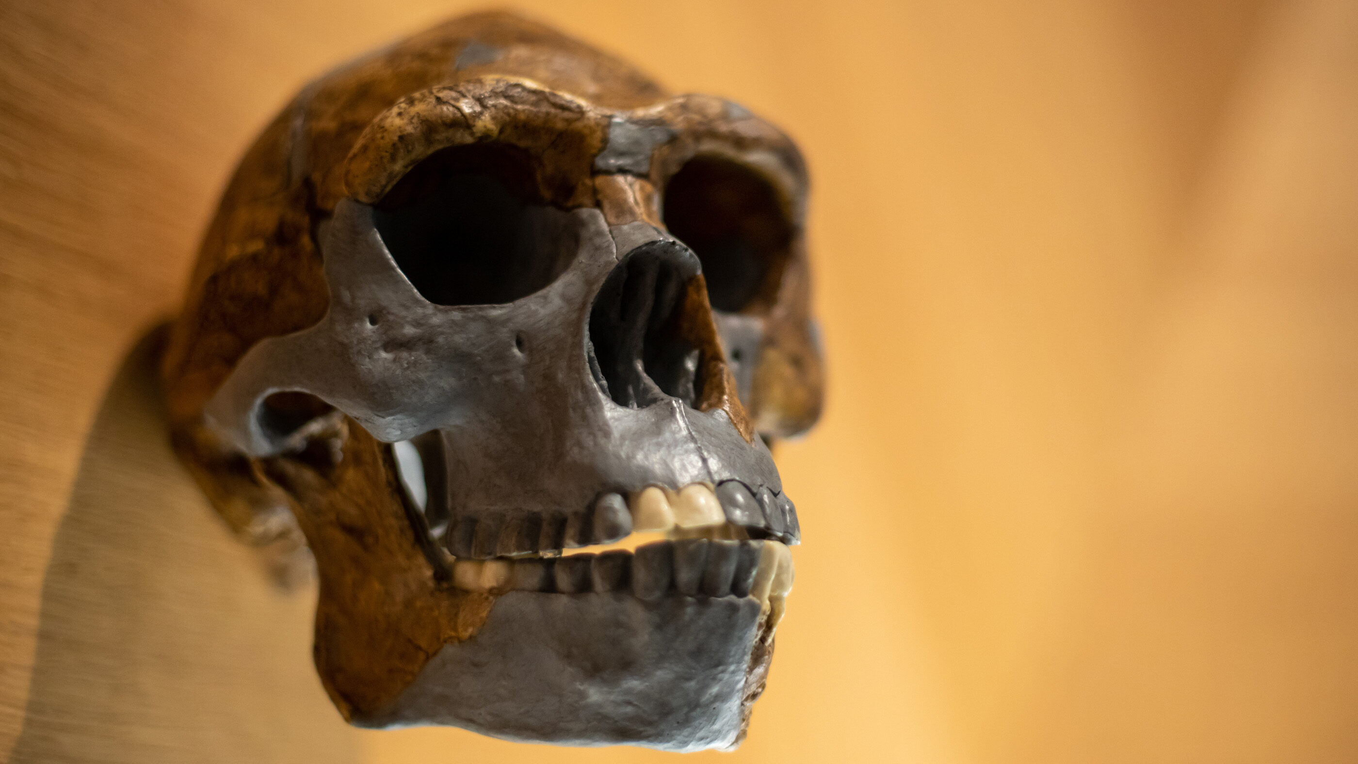 Click to enlarge Unidentified Ancestor