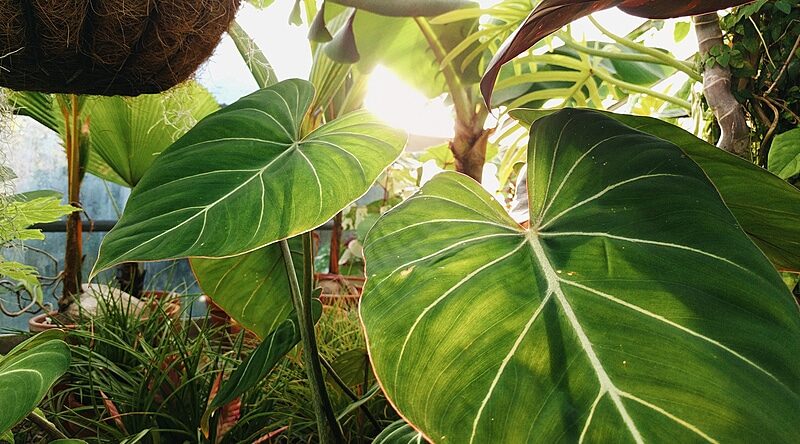 green leaves photosynthesis